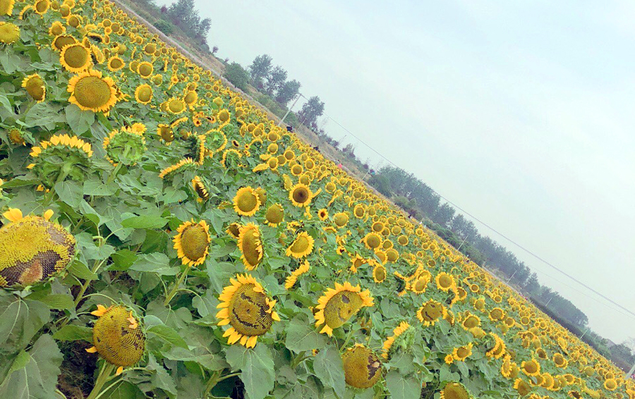 扬中最小县城,镇江市扬中市最大的镇