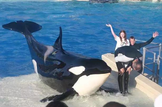 难得一见海洋动物表演,看不完的海洋动物和表演