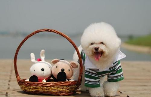 比熊把你当妈妈的表现,比熊真正认主人的表现