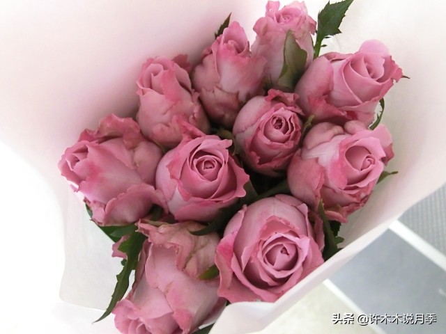 30种黄色月季,10种超美的蓝色月季