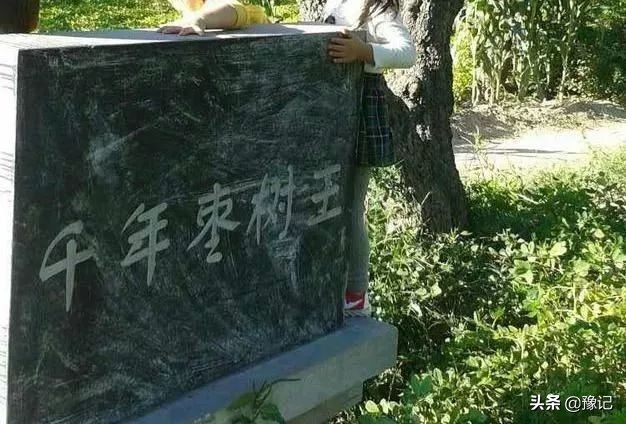 离了枣，内黄咋活？