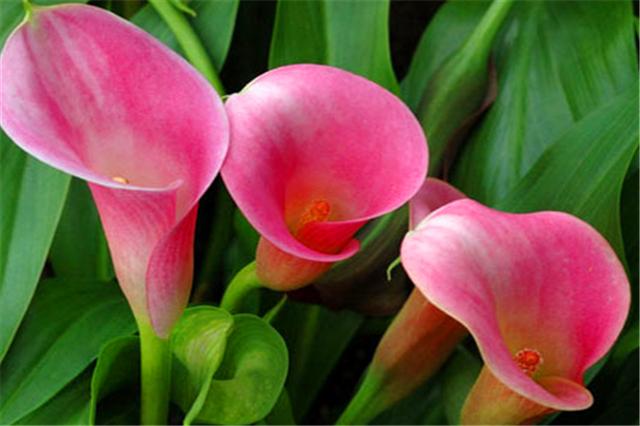 马蹄莲如何复花,马蹄莲开花的时候能不能换盆