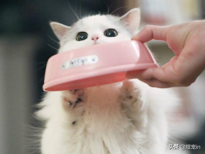 猫咪喝了脏水会怎么样,喝水多会导致猫咪拉稀吗