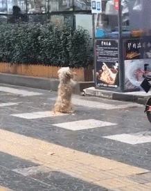 给狗喂吃的会咬你手吗,给狗喂饭要咬到手吗