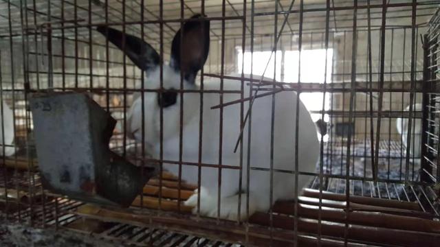 兔子喝水会拉稀吗,兔子喝水会吐怎么回事