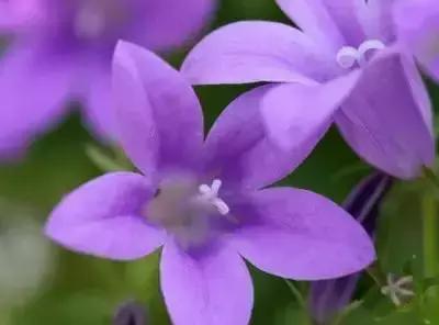 100种花的花语以及送花礼仪分享,100种花的名字和图片带花语