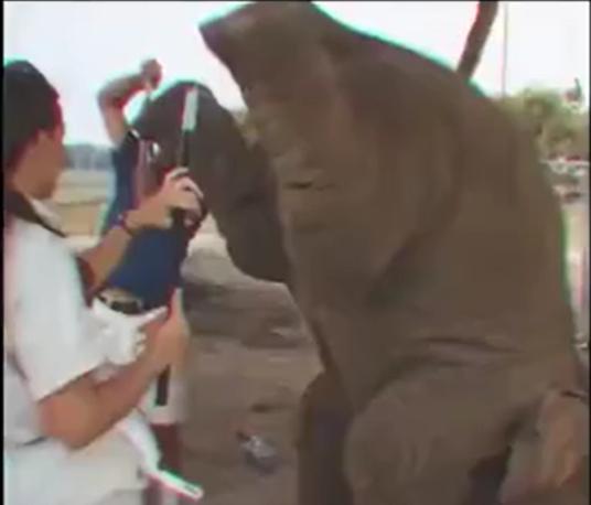 驯兽师被大象踩死事件,驯兽师被大象踩死