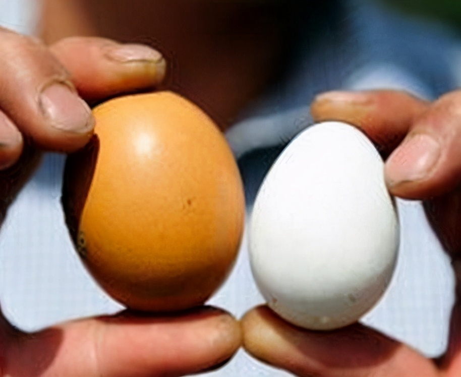 鸡蛋不同吃法营养不同科学依据,不同鸡蛋有什么区别