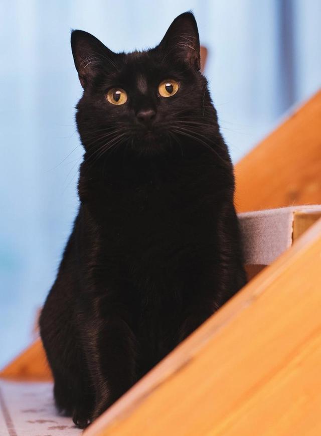 最适合12星座的猫咪,十二星座最配的猫是什么猫