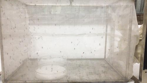 帕洛驱蚊手环老爸评测,驱蚊手环大测评