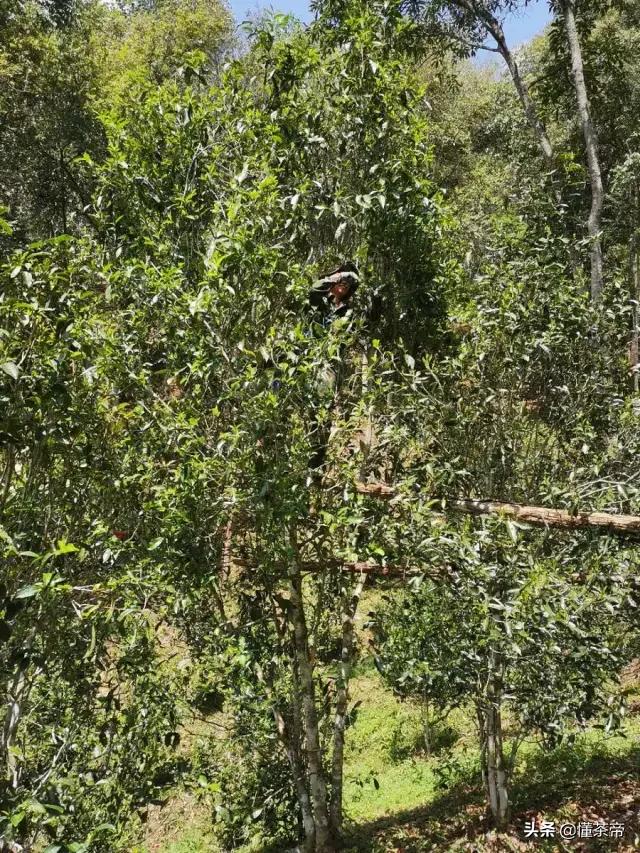 在云南的古树茶有哪些种类,云南最出名的十大古树茶