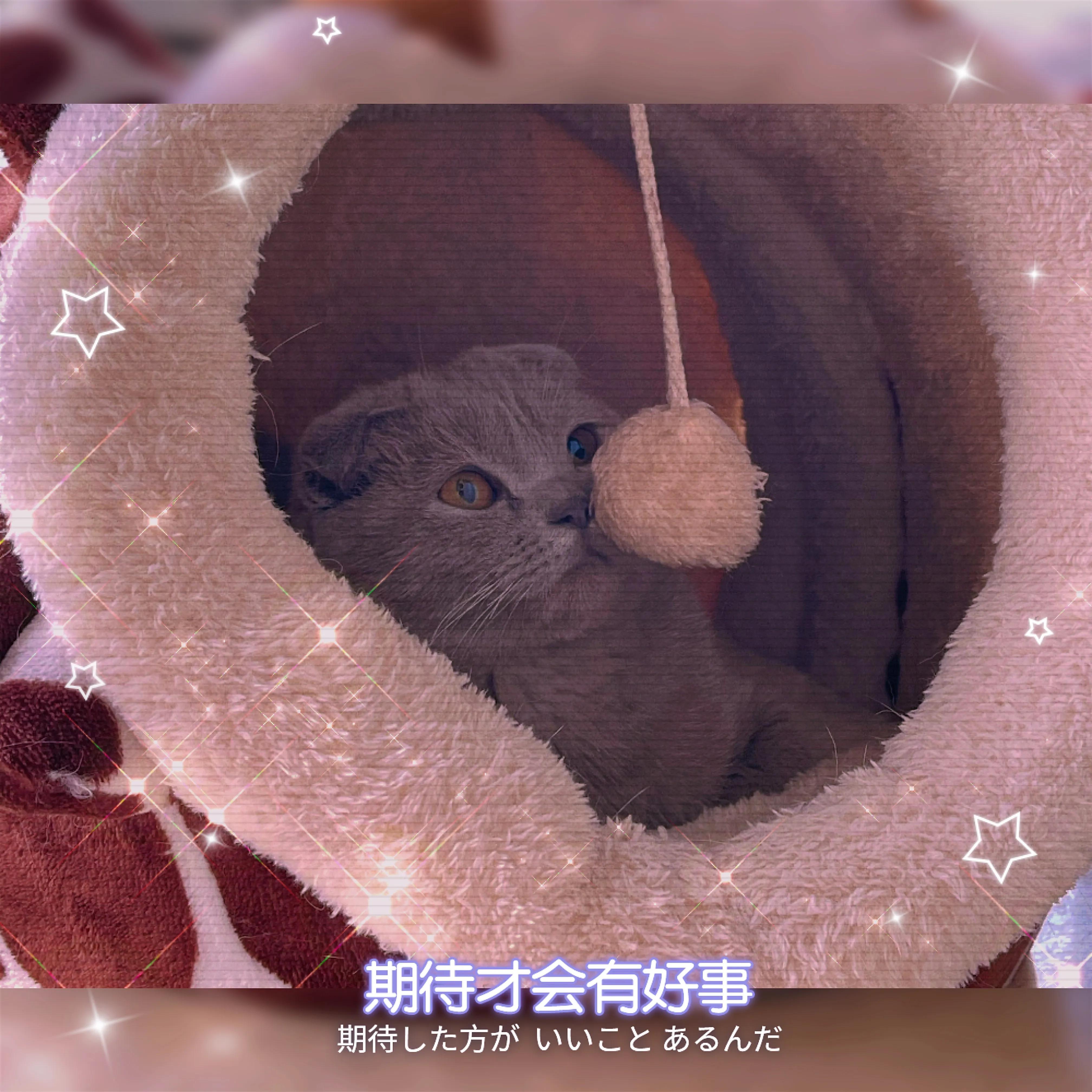 怎么花钱少把猫养胖,普通人养小猫最低成本