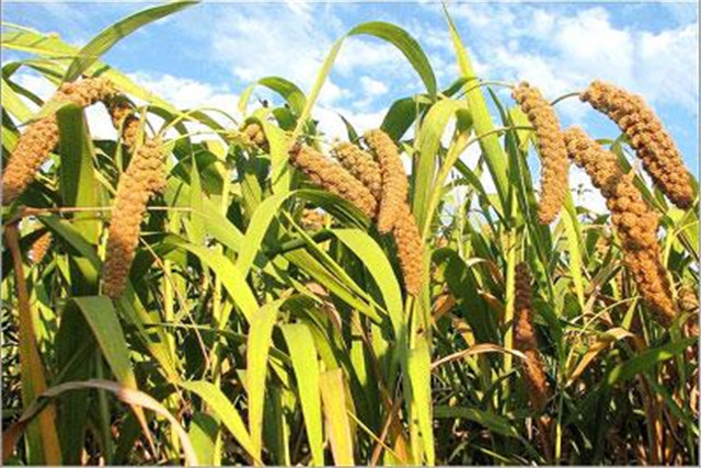 谷子生产技术指南,谷子机械化种植全过程视频