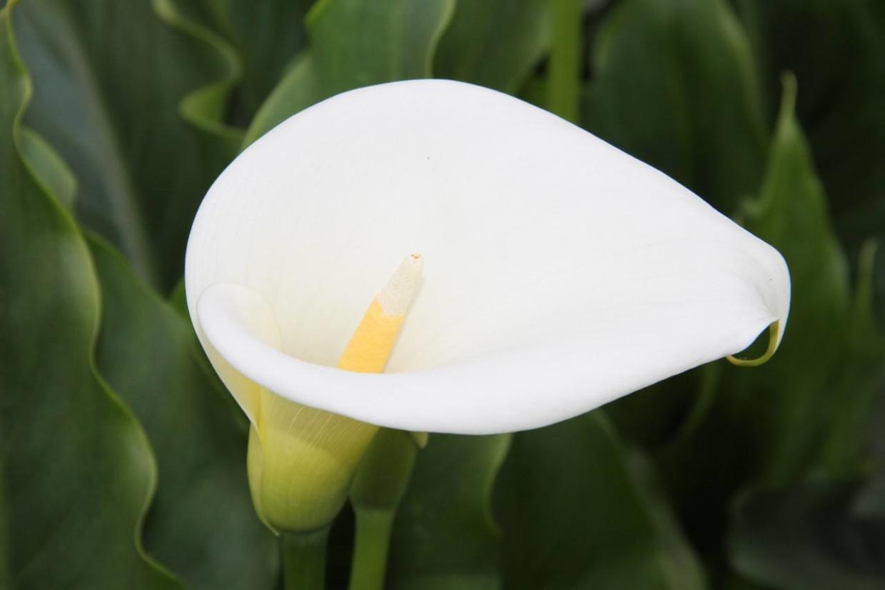 马蹄莲开花的寓意,马蹄莲开花是什么原因