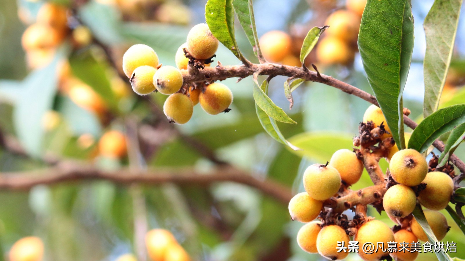 台湾凤梨和大陆菠萝有什么不一样,台湾进口的水果有哪些