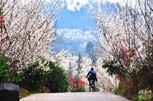 半个月后成都即将美翻全国，17处美景玩转整个春天！