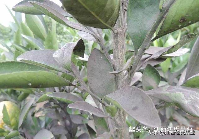 柑橘煤烟病该怎样防治,甲基硫菌灵治柑橘煤烟病吗