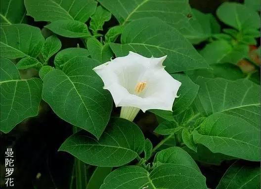 植物小时候和长大的名字不一样,小时候一种类似于甘蔗的植物