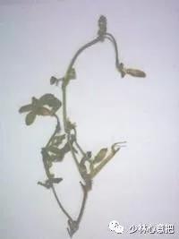 中药图片大全名称,中药图片大全带药名高清