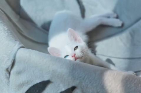 流浪猫被救助后特别黏主人,流浪猫粘鼠板救助