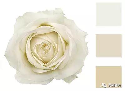 中国玫瑰大家族——雪山玫瑰详解（二）