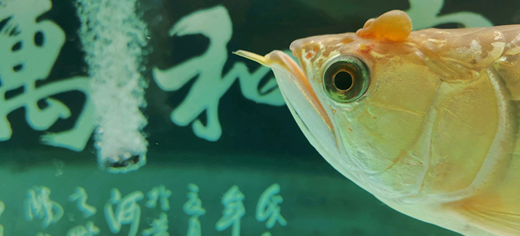 龙鱼水泡病可以下盐吗,龙鱼头部水泡怎么治疗