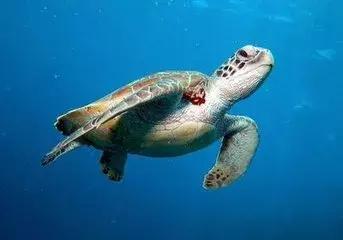 外汇ea智能,外汇智能量化交易系统有哪些