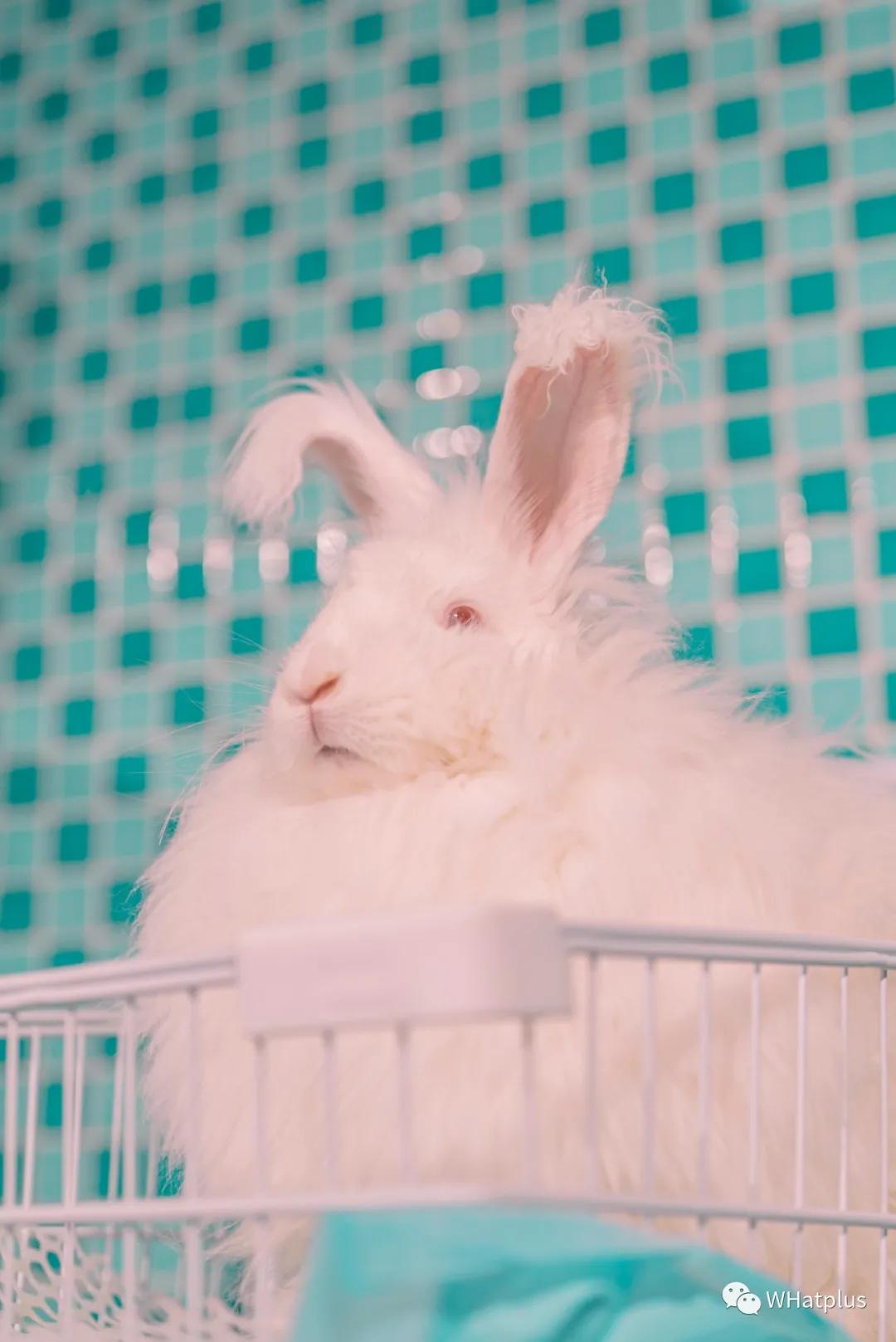 汉口宝藏,汉口宝藏小店