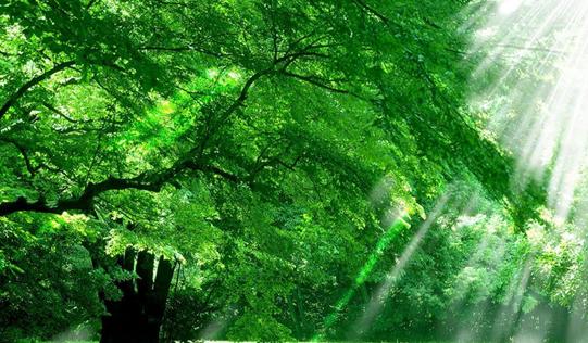 写一帘幽梦的诗,一帘幽梦下一句怎么写