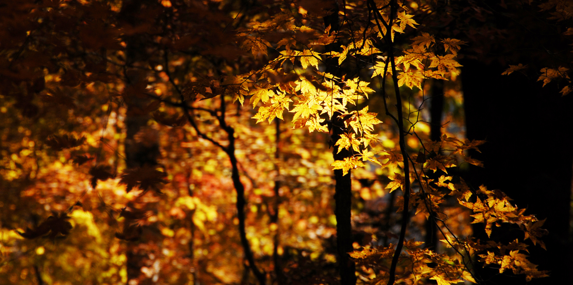 这个秋季你挖到了金人吗?