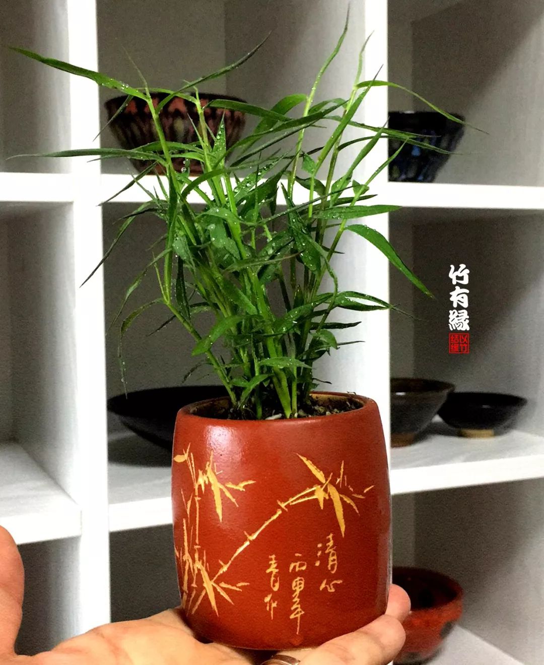 竹子浇水诀窍,竹子浇水的正确方法