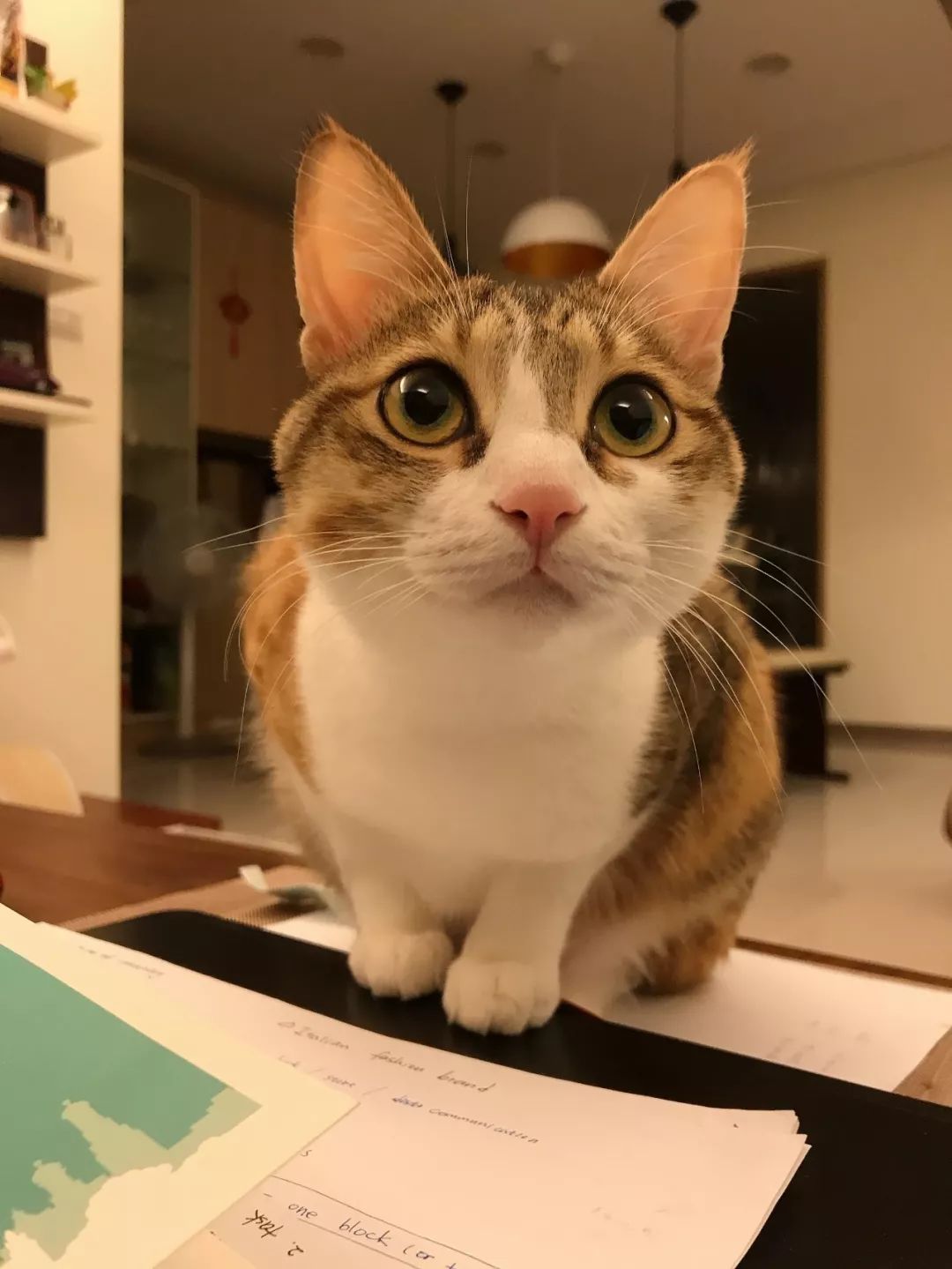 性格最温顺的小猫咪是什么,养一只超凶的小猫咪是什么体验