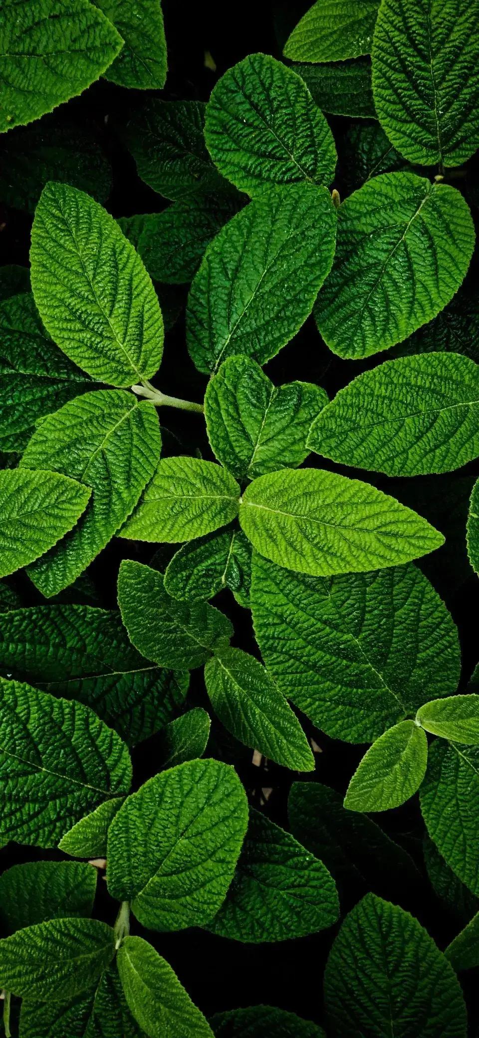 足球绿茵场高清壁纸,夏日绿茵场