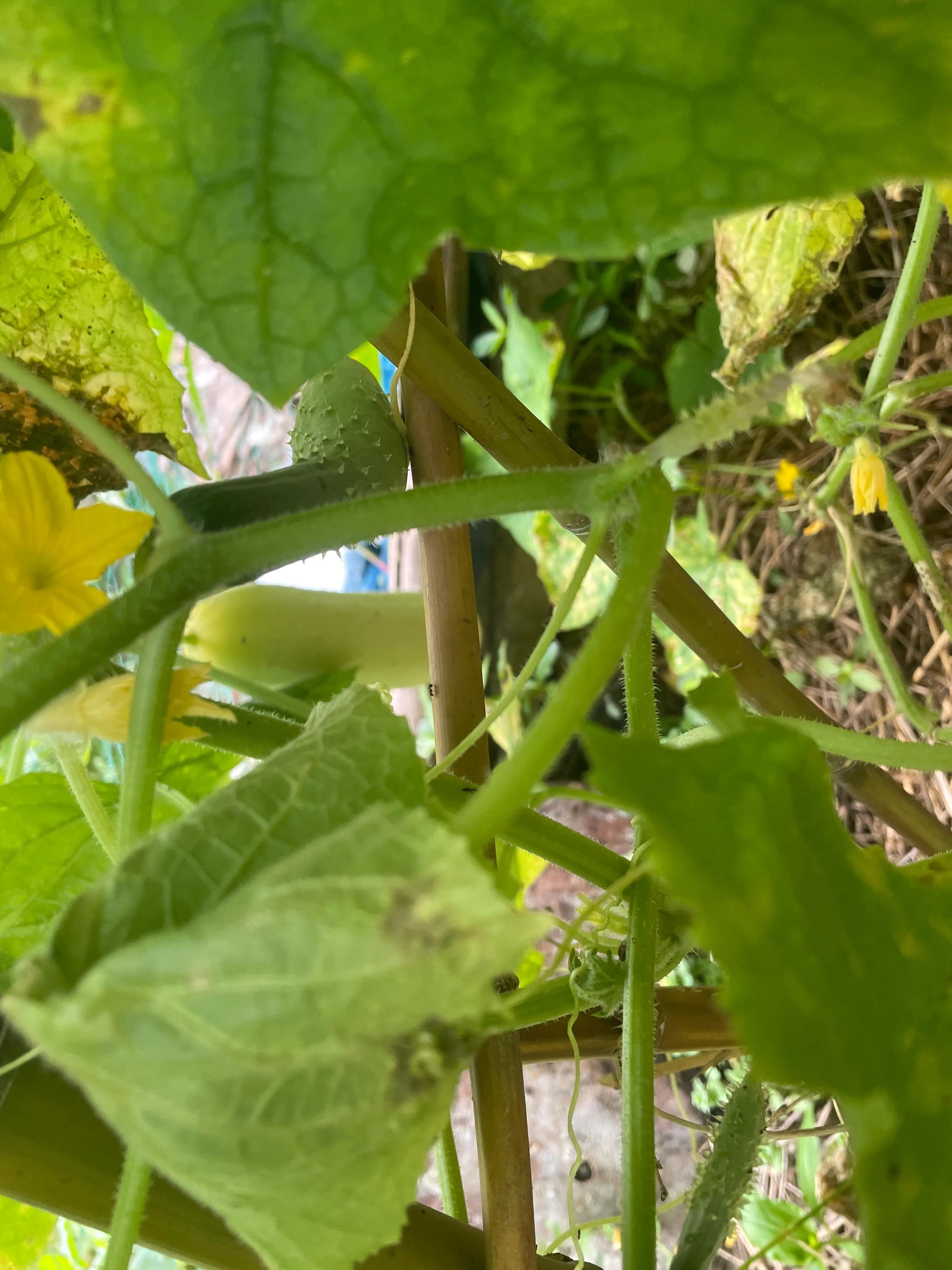 在农村老家卖菜种,在农村里买菜苗