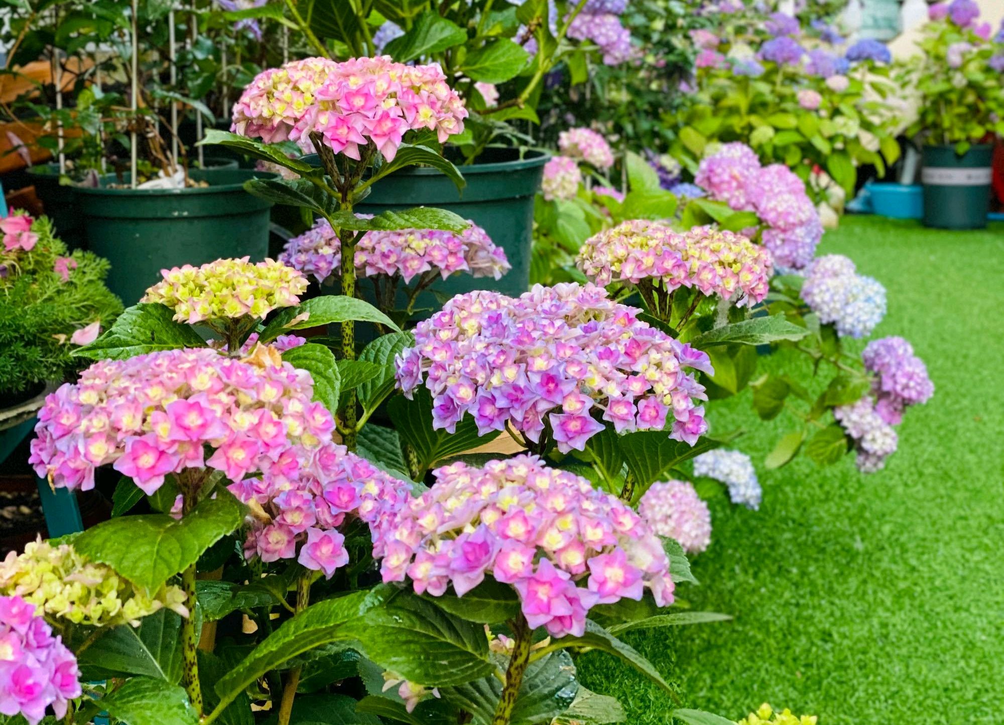 绣球花不缺水但是叶片打蔫,绣球花冬季叶子发蔫掉叶是啥情况