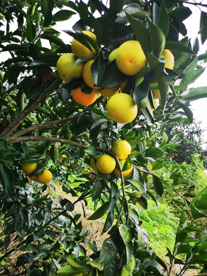 海南琼中橙多少钱一斤,海南琼中橙橙农场