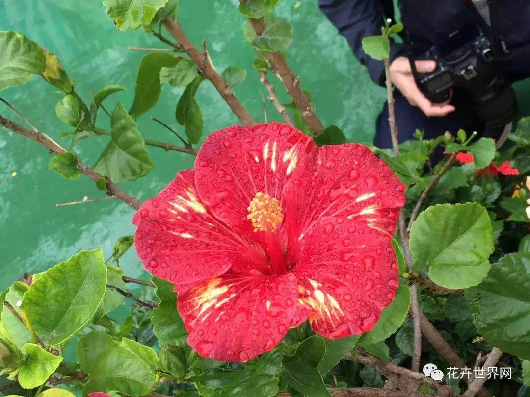 香港花卉艺术展,共赴盛会活动