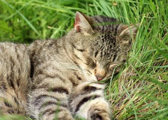 猫咪喂食自助吃太多,猫咪喂食建议用自动吗