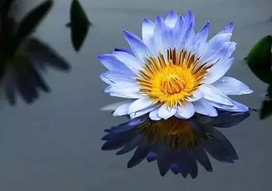 世界上最稀有最名贵的花,世界上最漂亮名贵的花