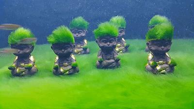 邯郸观赏锦鲤鱼渔场,邯郸丛台池塘锦鲤