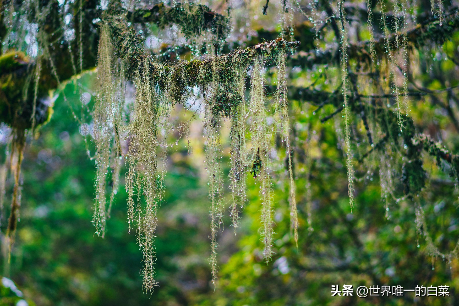 康定情歌川西旅游,318川西康定木格措