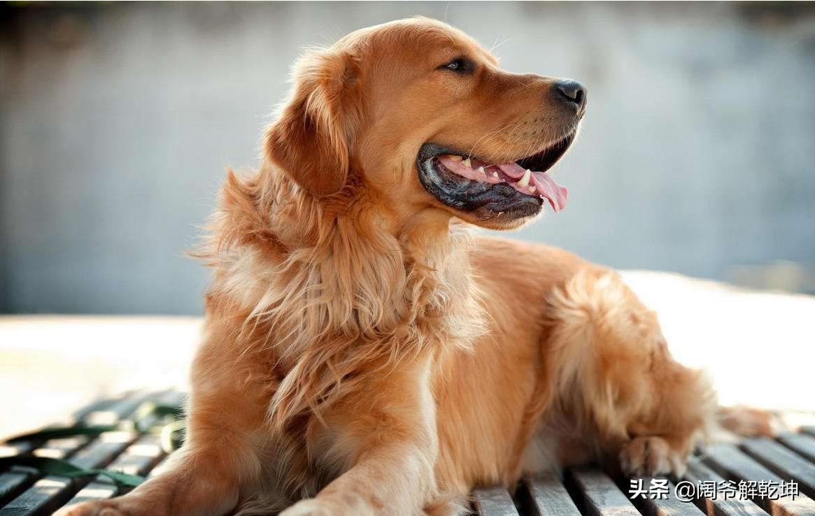 明日十二生肖运势大全,5大生肖运势最好的属相