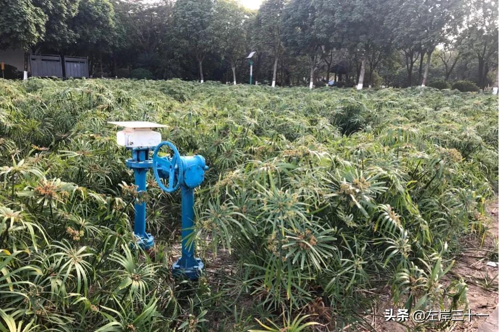 东莞湿地生态修复处理后效果,东莞生态园中央水系