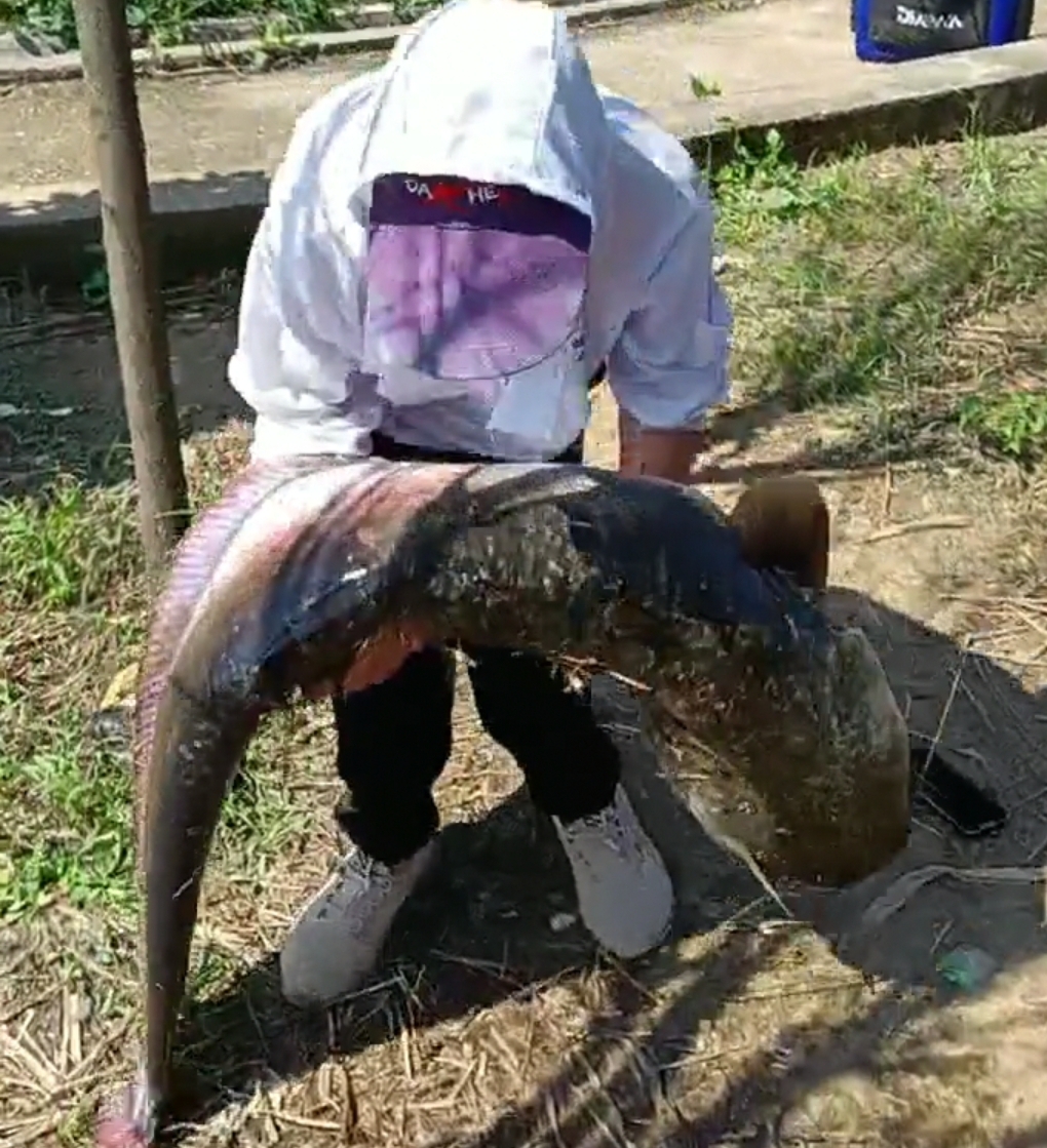 渔民抓获280斤重巨型鲶鱼,巨型鲶鱼居然被一个小伙钓上来了