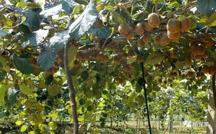 含聚天门冬氨酸水溶肥,精氨酸氨基酸肥料