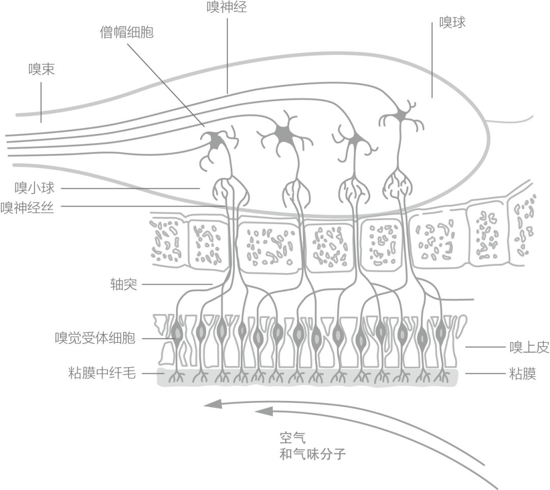 华润净味透气防霉漆,华润漆系列净味系列