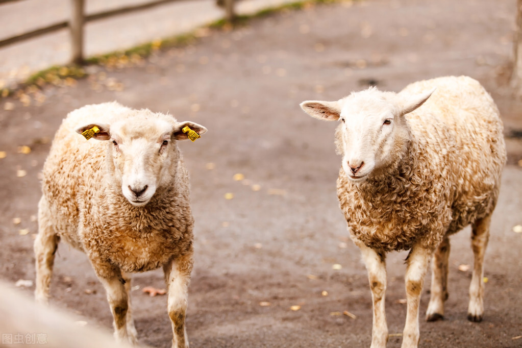 寄生虫病综合防治方法