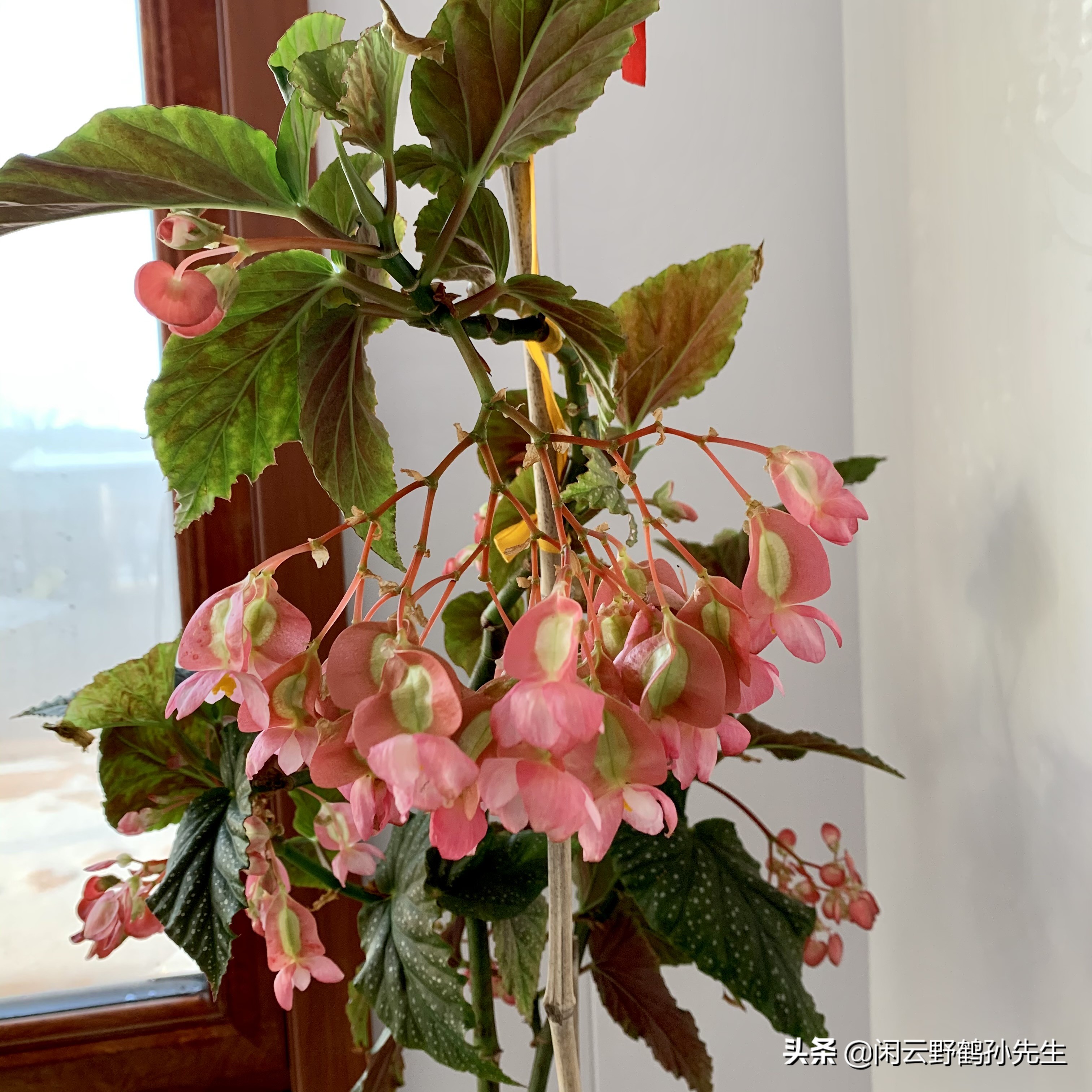 十种养不死的室内秋海棠绿植,竹节秋海棠花怎么养小技巧干货