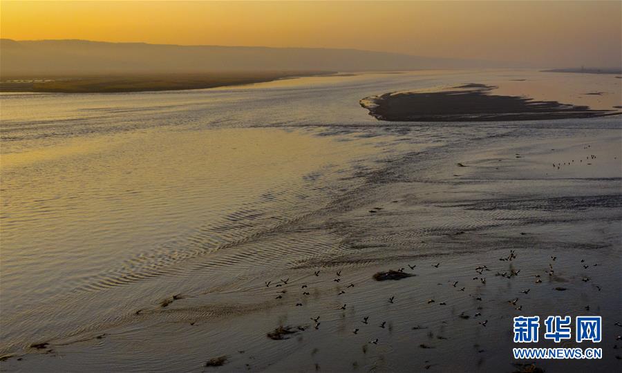 冬天来合阳，赏万顷芦荡，候鸟齐飞（组图）