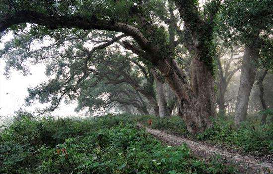 中国第一古樟树林,樟树千年古樟